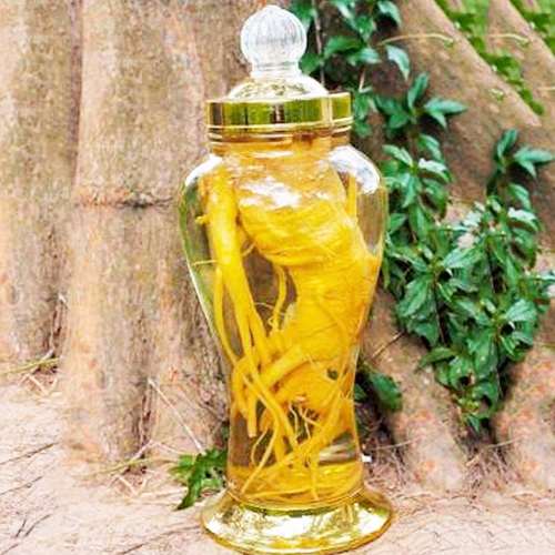 Rượu đinh lăng có tốt không? Giá bao nhiêu tiền 1 lít?